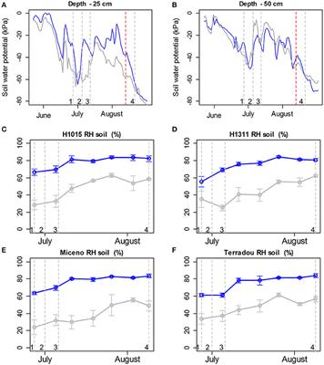 Combined Effects of Irrigation Regime, Genotype, and Harvest Stage Determine Tomato Fruit Quality and Aptitude for Processing into Puree